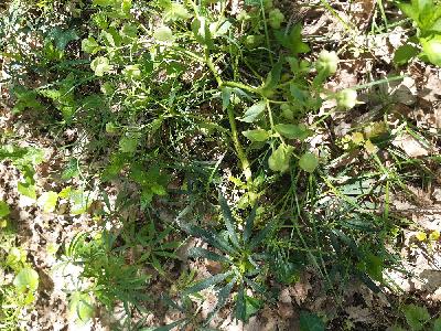 flore1773836934832odk