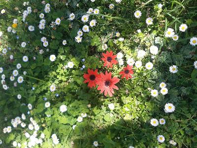 flore1773841181249odk