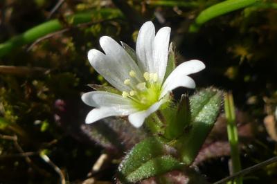 Cerastium pumilum