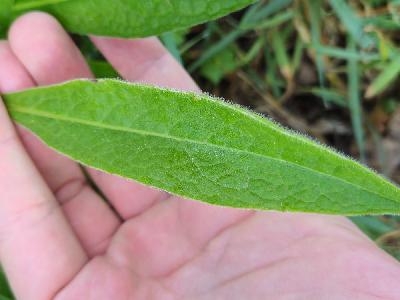 Symphytum officinale