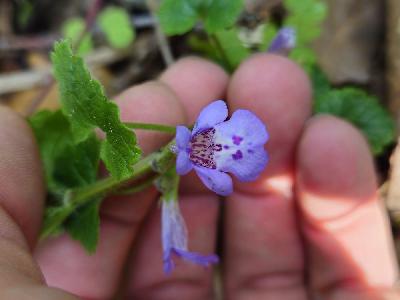 Glechoma hederacea