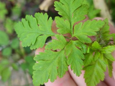 Geranium robertianum
