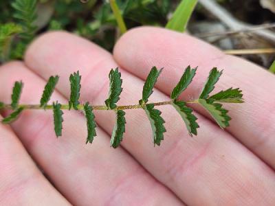 Pimpinella saxifraga