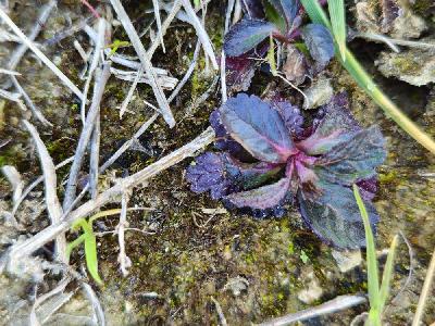 Ajuga reptans
