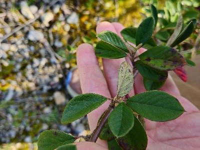Cotoneaster coriaceus
