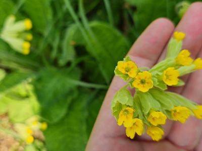 Primula veris