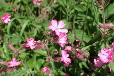 Silene dioica