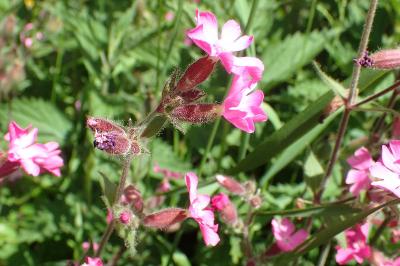 Silene dioica