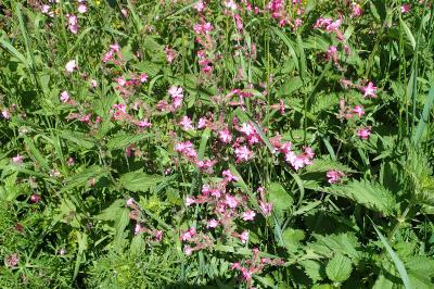 Silene dioica