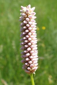 Bistorta officinalis