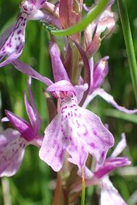 Dactylorhiza maculata