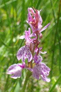 Dactylorhiza maculata