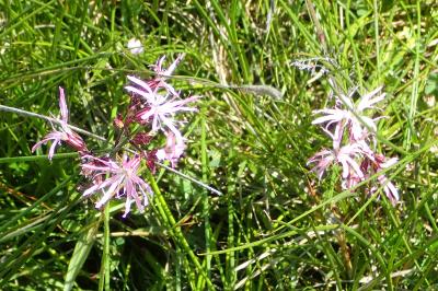 Lychnis flos-cuculi