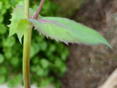 flore1774728792732odk