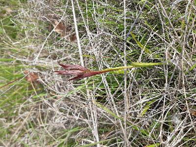 flore1776584884918odk