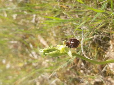 flore1776591920225odk