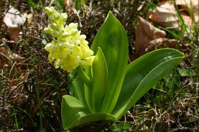 Orchis pallens