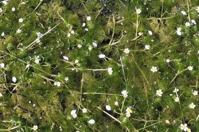 Ranunculus trichophyllus