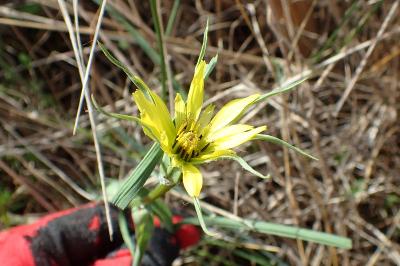 Tragopogon dubius
