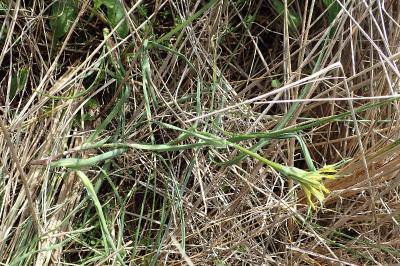 Tragopogon dubius