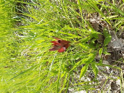 flore1776677396856odk