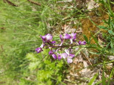 Anacamptis morio