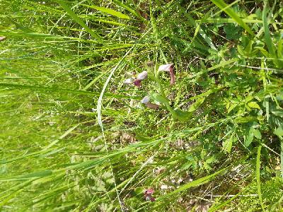 flore1776678300457odk