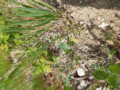 Coronilla scorpioides