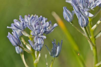 Tractema umbellata