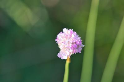 Armeria arenaria