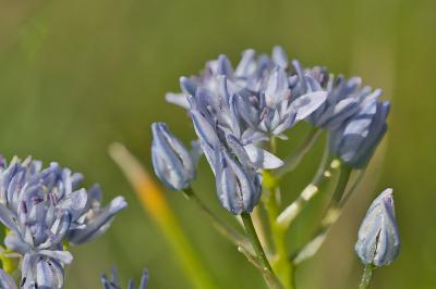 Tractema umbellata