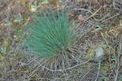 Corynephorus canescens