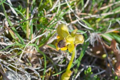 Ophrys lutea