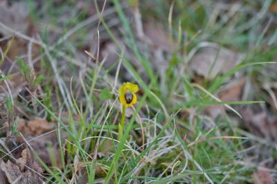 Ophrys lutea