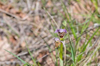 Ophrys scolopax
