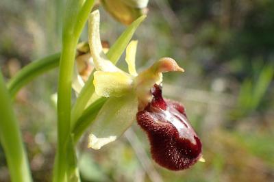 Ophrys aranifera