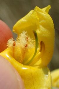 Verbascum densiflorum