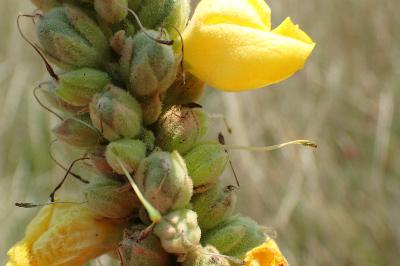 Verbascum densiflorum