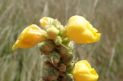 Verbascum densiflorum