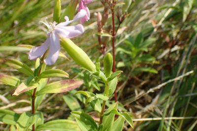 Saponaria officinalis