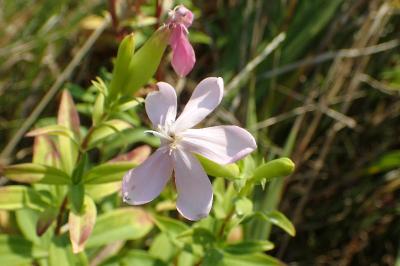 Saponaria officinalis
