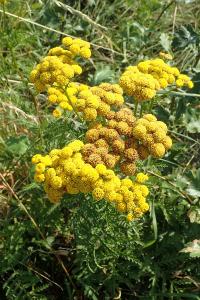 Tanacetum vulgare