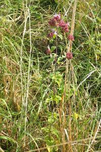Origanum vulgare