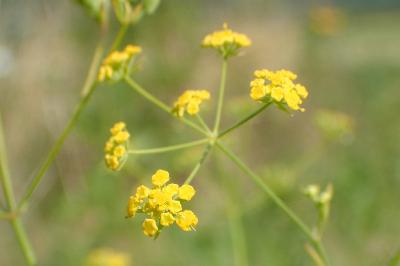 Bupleurum falcatum