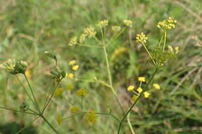 Bupleurum falcatum