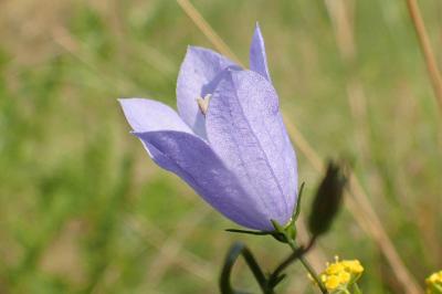 Campanula rotundifolia