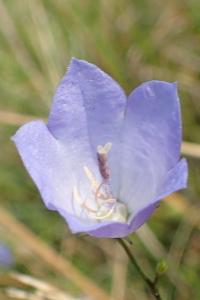 Campanula rotundifolia