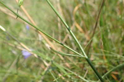 Campanula rotundifolia