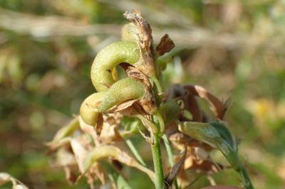 Medicago sativa subsp. falcata