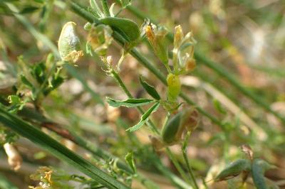 Medicago sativa subsp. falcata